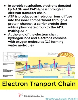 Photosynthesis and Cellular Respiration Interactive Flip Book and