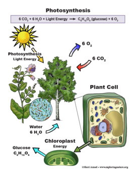 cellular respiration in plants diagram
