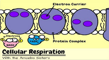 Amoeba Sisters Video Recap Photosynthesis And Cellular ...