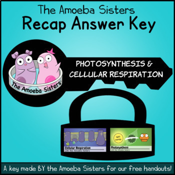 Preview of Photosynthesis and Cellular Respiration Recap Answer Key by The Amoeba Sisters