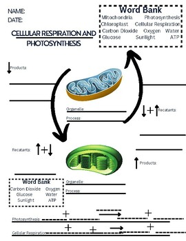 Preview of Photosynthesis and Cellular Respiration Review Worksheet