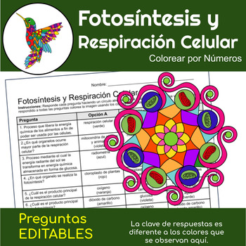 Libreta Digital: Fotosíntesis y Respiración Celular