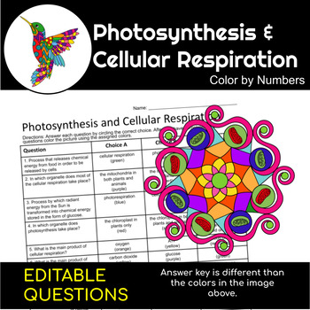Photosynthesis and Cellular Respiration | Science Color By Number