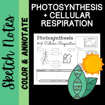 Preview of Photosynthesis and Cellular Respiration Sketch Notes