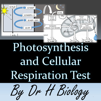 Preview of Photosynthesis and Cellular Respiration Test
