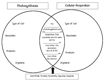 Photosynthesis And Cellular Respiration Venn Diagram By Ms Corey