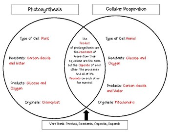 Photosynthesis and Cellular Respiration Venn Diagram by Ms Corey