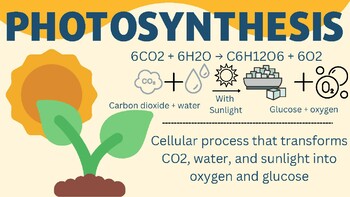Preview of Photosynthesis and Cellular Respiration Vocabulary Word Wall
