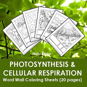 Preview of Photosynthesis and Cellular Respiration Word Wall Coloring Sheets (20 pages)