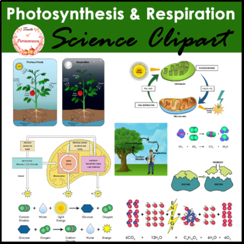 Preview of Photosynthesis and Cellular Respiration Clipart and Diagrams