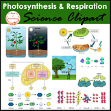 Photosynthesis and Cellular Respiration Clipart and Diagrams