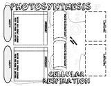 Photosynthesis and Respiration Doodle Notes