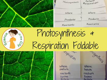 Preview of Photosynthesis and Cellular Respiration Foldable Notes