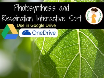 Preview of Photosynthesis and Cellular Respiration Digital Sort Activity
