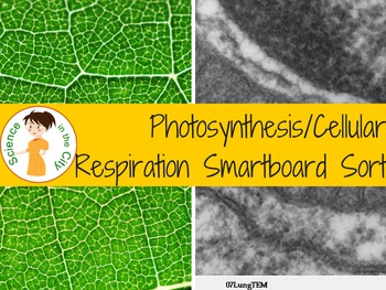 Preview of Photosynthesis and Cellular Respiration Smartboard Game