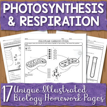 Photosynthesis and Respiration Unit Homework Page Bundle | TPT