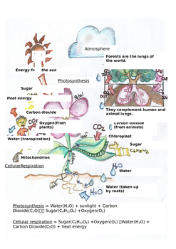 Preview of Photosynthesis and cellular respiration