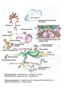 photosynthesis and cellular respiration project ideas