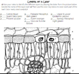 Photosynthesis and the Layers of a Leaf Coloring Sheet