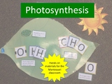 Photosynthesis for the Montessori Classroom