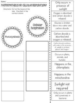 Photosynthesis Or Cellular Respiration Cut And Paste Sorting Activity