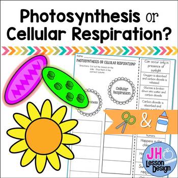 Preview of Photosynthesis or Cellular Respiration? Cut and Paste Sorting Activity