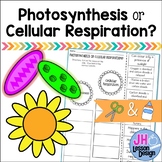 Photosynthesis or Cellular Respiration? Cut and Paste Sort