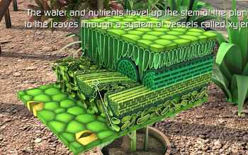 Photosynthesis Process 3d Animated Video Distance Learning Compatible