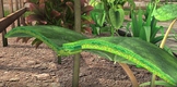 Photosynthesis Process - 3D animated video - Distance Lear