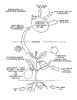 Photosynthesis And Carbon Worksheets Teaching Resources Tpt