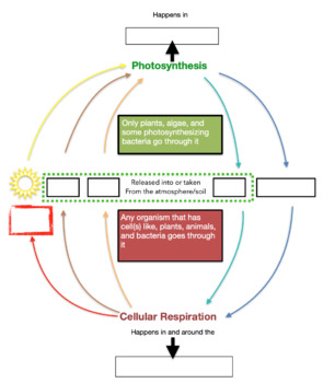 cellular respiration photosynthesis flow chart