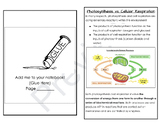 Photosynthesis vs. Cellular Respiration Sorting Booklet 