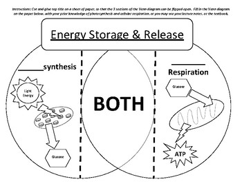 Photosynthesis And Cellular Respiration Comparison Chart Answers