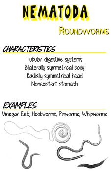 nematoda hookworm