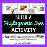 Phylogenetic Tree Activity