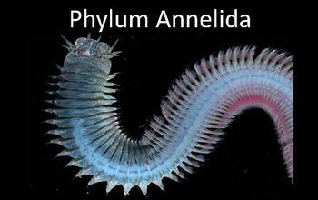 Preview of Phylum Annelida (Segmented Worms) Presentation PowerPoint