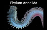 Phylum Annelida (Segmented Worms) Presentation PowerPoint