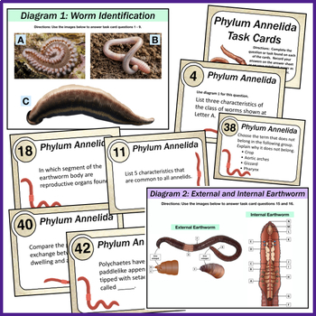 Phylum Annelida Segmented Worms Task Cards Earthworm