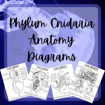 Preview of Phylum Cnidaria Anatomy Diagrams