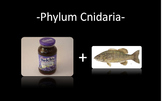 Phylum Cnidaria PowerPoint