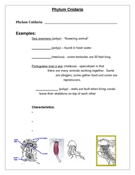 phylum cnidaria homework and study guide answers