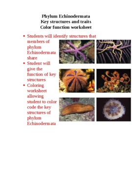 Preview of Phylum Echinodermata Key structures and traits Color function worksheet