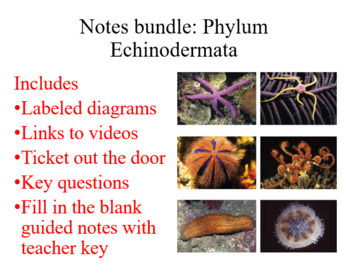 Preview of Phylum Echinodermata notes bundle