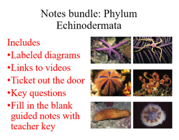 phylum echinodermata