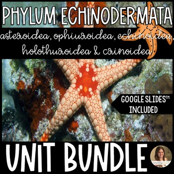Preview of Phylum Echinodermata Unit Bundle - Lesson, Activities & More - Marine Science