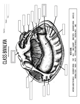 mollusca diagram