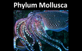 Phylum Mollusca (Snails, Clams, Octopuses, etc.) Presentat