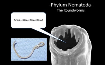 Preview of Phylum Nematoda (Roundworm) PowerPoint Presentation