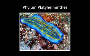 Embranchement des platyhelminthes Plathelminthe planaire
