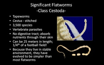 Platyhelminthes flatworms ppt